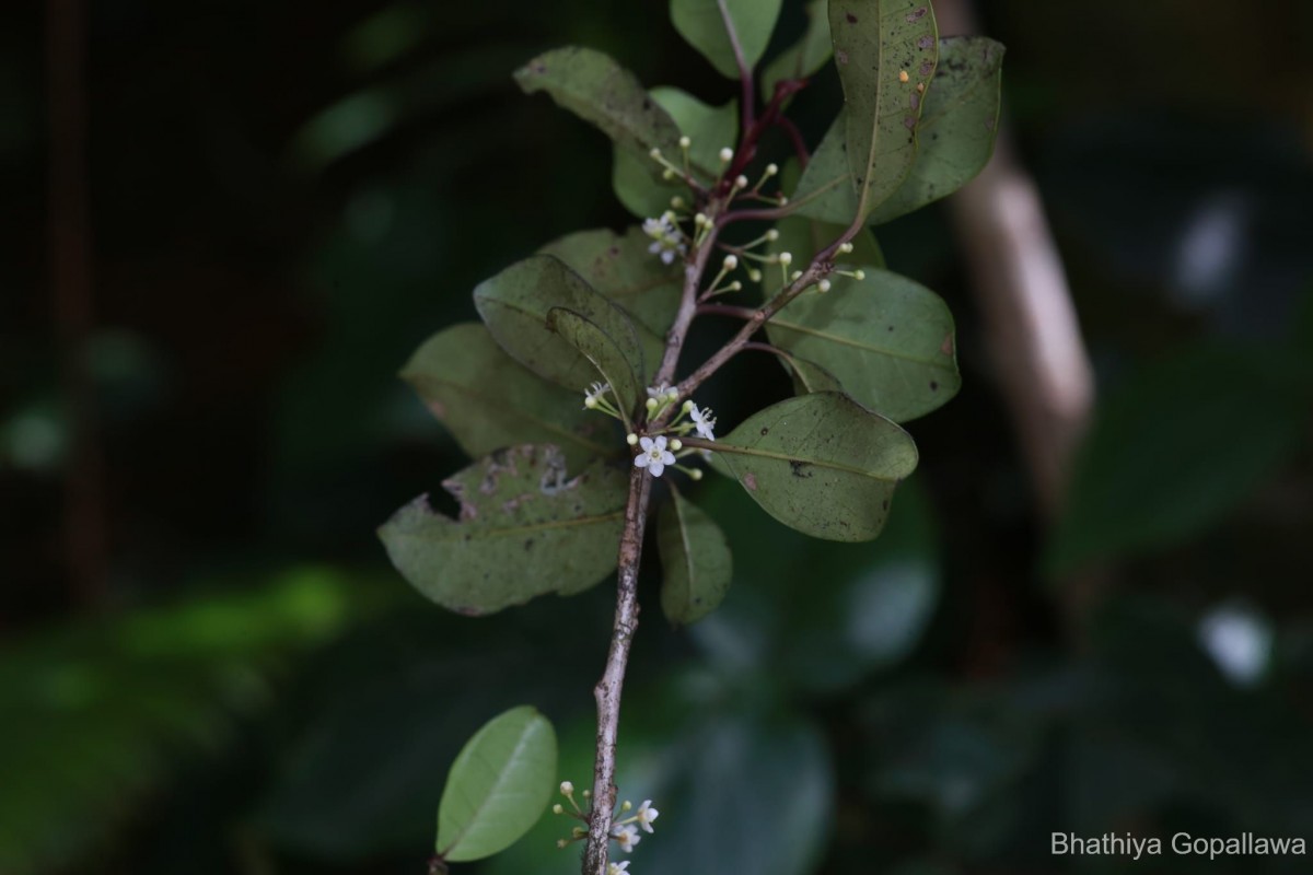 Ilex knucklesensis Philcox